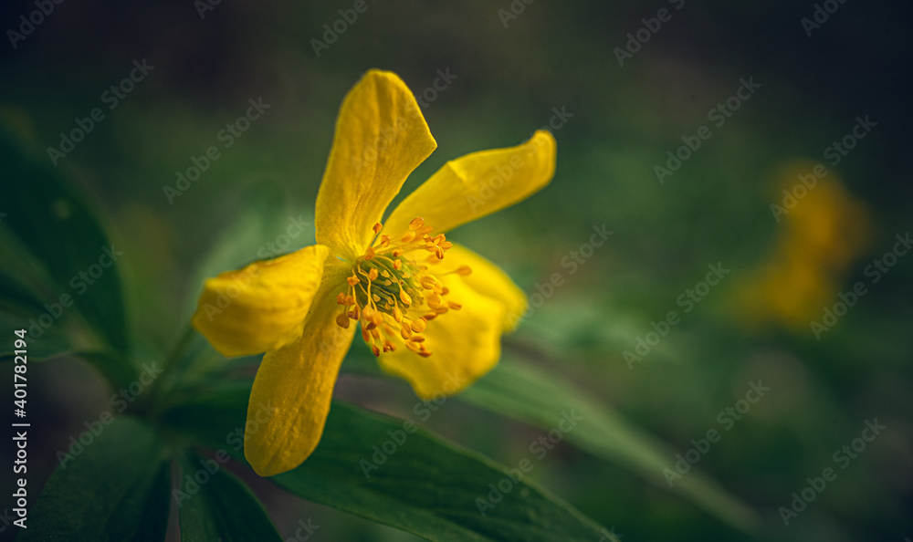Fototapeta premium Wild flowers