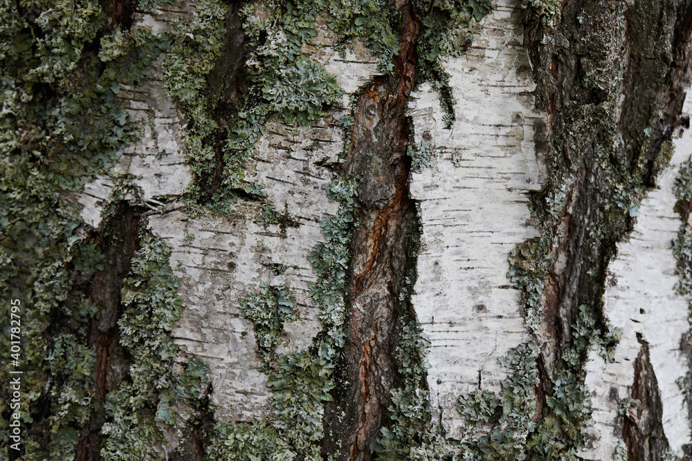 Obraz premium Tree bark texture (birch) covered with moss and lichen. Macro
