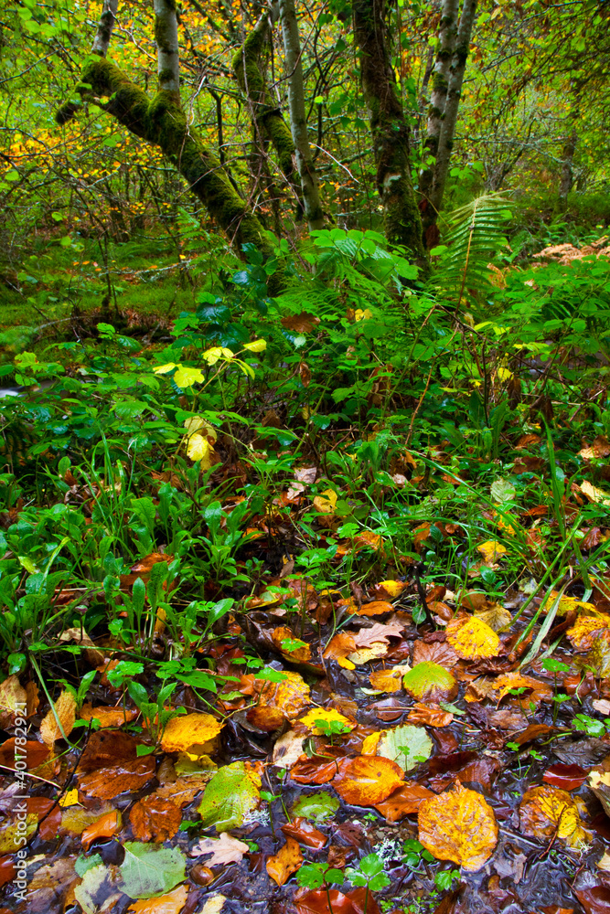Bosque Atlántico, Reserva Integral de Muniellos, Asturias. Forest. Muniellos Natural Reserve. Asturias. Spain Bosque Atlántico, Reserva Integral de Muniellos, Asturias. Forest. Muniellos Natural Reserve. Asturias. Spain