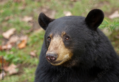 Black bear portrait in the meadow in autumn in Canada