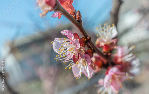 Crerry tree blooming photo