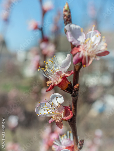 Crerry tree blooming photo