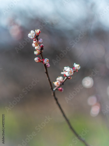Crerry tree blooming photo