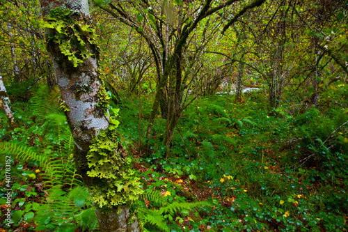 Bosque Atl  ntico  Reserva Integral de Muniellos  Asturias.  Forest. Muniellos Natural Reserve. Asturias. Spain