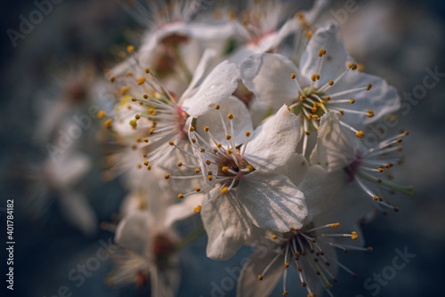 Cherry tree blooming