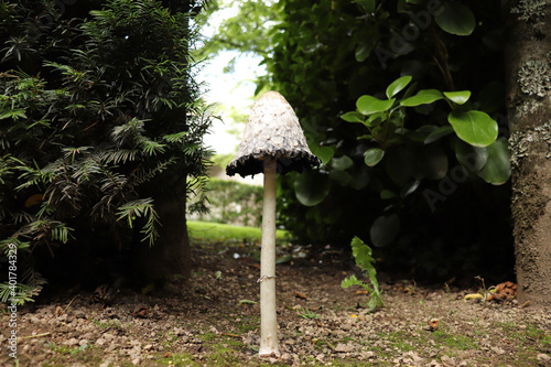 Sturdy, elegant mushroom reaching for the sky photo