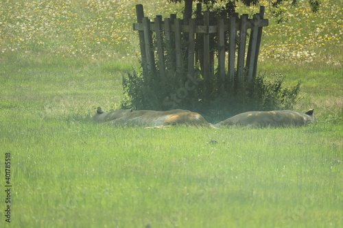 Lions sunbathing in the summer sun photo