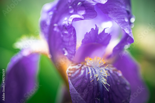 Fototapeta Naklejka Na Ścianę i Meble -  Iris flower