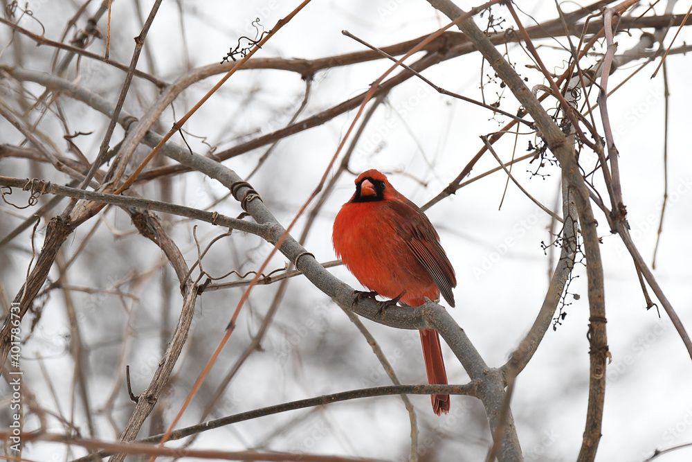 Northern cardinal perched in a tree in the winter Northern cardinal perched in a tree in the winter