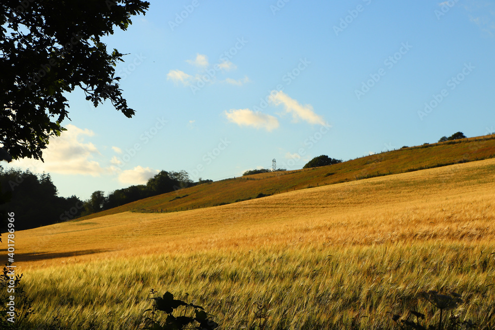 Fototapeta premium Corn fields within Restormel Manor grounds