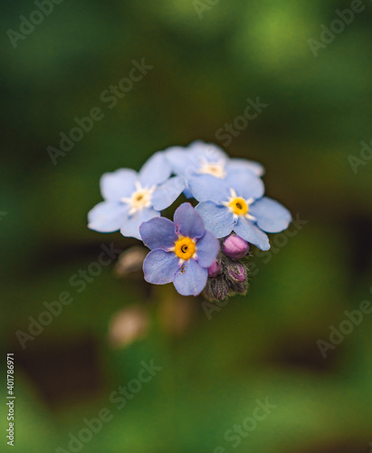 Garden flower