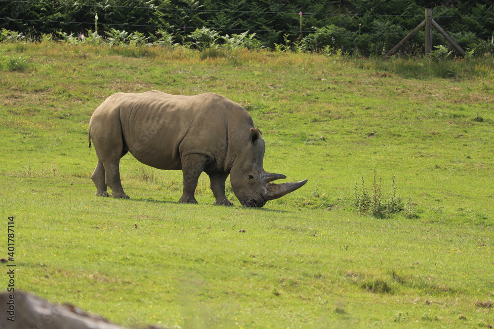 Rhino grazing under the english sun Rhino grazing under the english sun