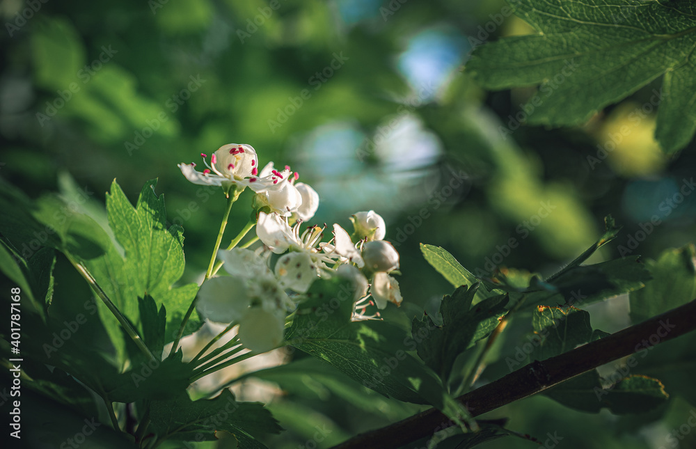 Fototapeta premium Fruit tree blooming