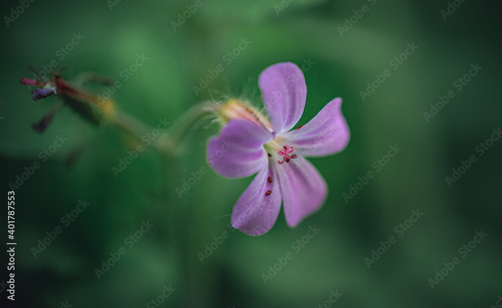 Fototapeta premium Meadow flowers