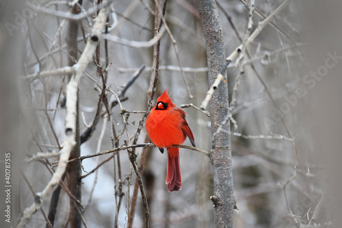 Northern cardinal perched in a tree in the winter © Switch Lab