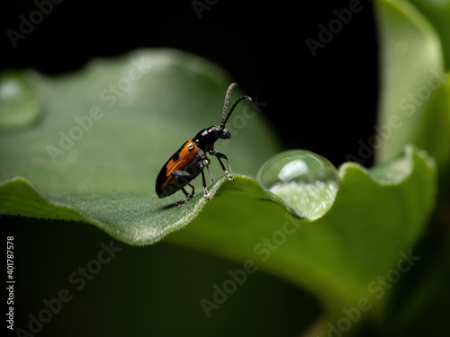 Adult Shining Leaf Beetle photo