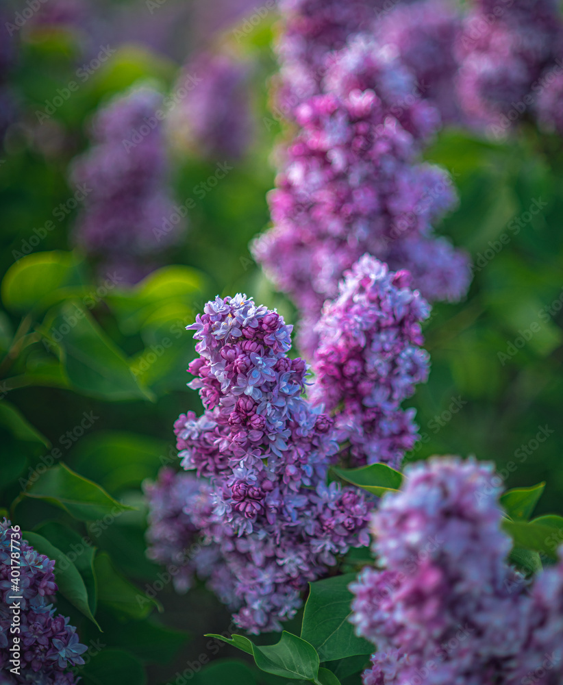 Obraz premium Lilac