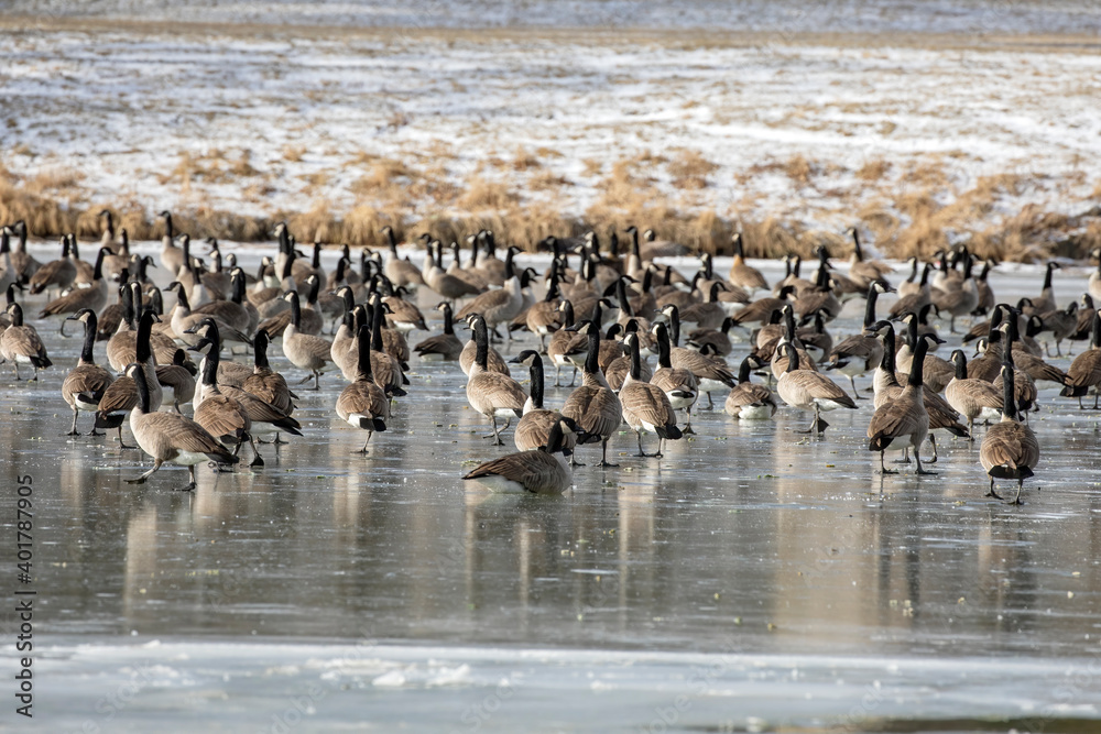 Flock of Canada geese on freezing Lake Michigan