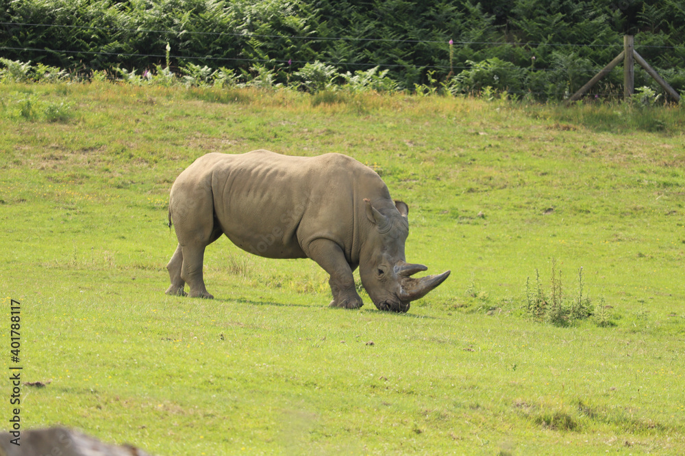 Obraz premium Rhino grazing under the english sun