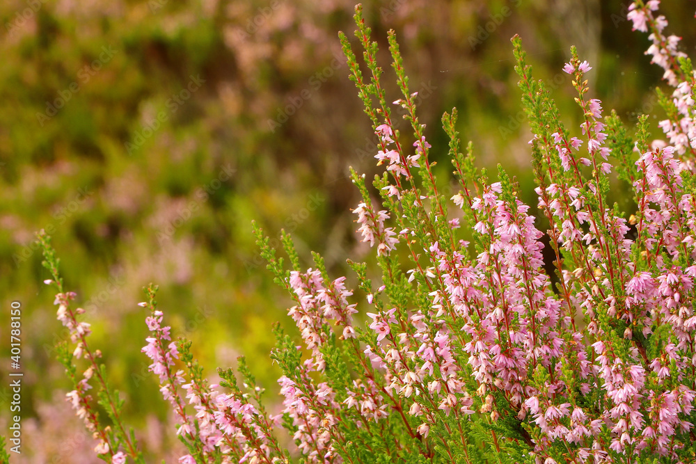 Obraz premium Heather in the glens of Scotland 