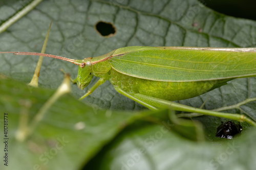 Adult Female haneropterine Katydid photo