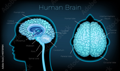 Human Brain Poster photo