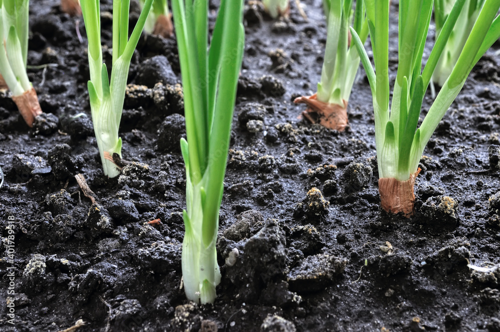 close-up of growing green onion in the vegetable garden close-up of growing green onion in the vegetable garden