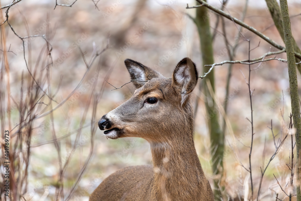 White-tailed deer in Wisconsin state park White-tailed deer in Wisconsin state park