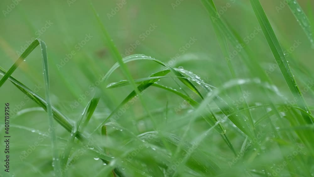 raindrops on the grass. summer. green grass, field. raindrops on the grass. summer. green grass, field.