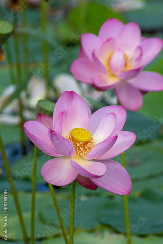 Pink lotus flower  water lily