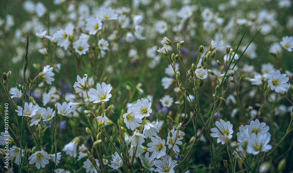 Fototapeta premium Wild flowers