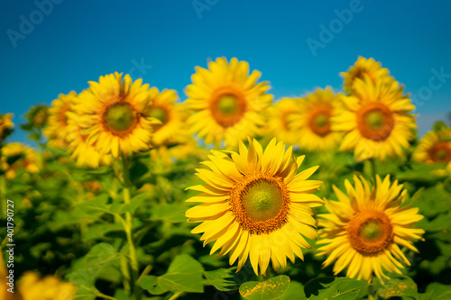 Close-up Sunflower blooming and bee in the garden on a natural background.