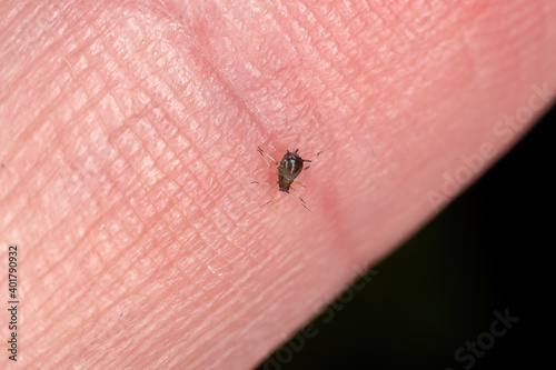 Brown Citrus Aphid photo