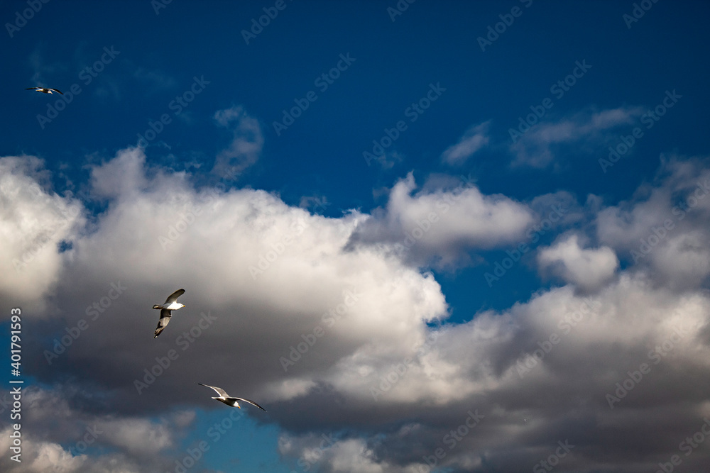 Fototapeta premium gaviotas entre nubes