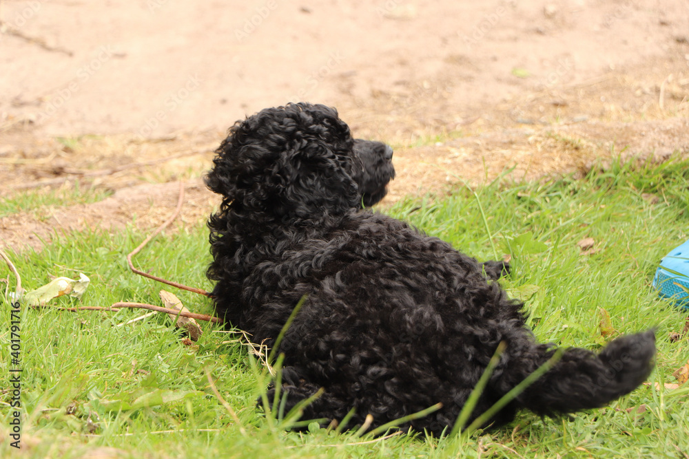 Small black, beloved, pet dog exhausted after skipping around the front yard