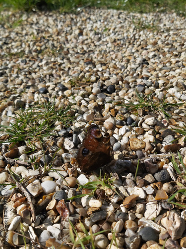 Colourful butterfly sitting atop the pebbles