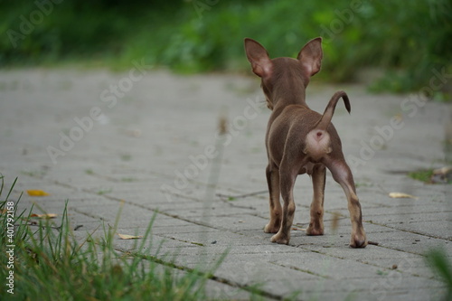 Canvas-taulu Prague ratter puppy awaiting the future - on the sidewalk, showing backside