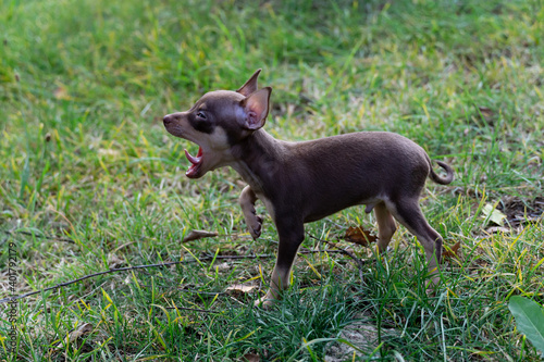 Prague ratter puppy yawning in the grass