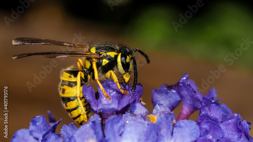 Deutsche Wespe, Vespula germanica bei der Nahrungsaufnahme auf einer blauen Blüte. photo