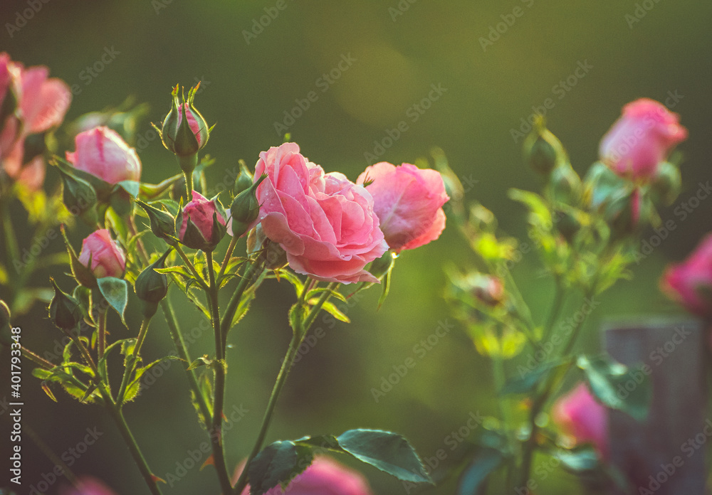 Obraz premium Rose
