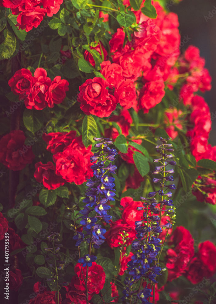 Rose Rose