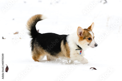 Welsh corgi pembroke puppy  tricolor  walks in a winter snow-covered park. Runs.