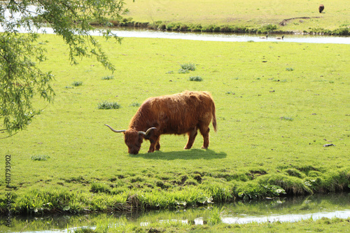 Highland cow grazing by a stream in Hertfordshire 
