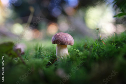 chestnut boletus with bokeh