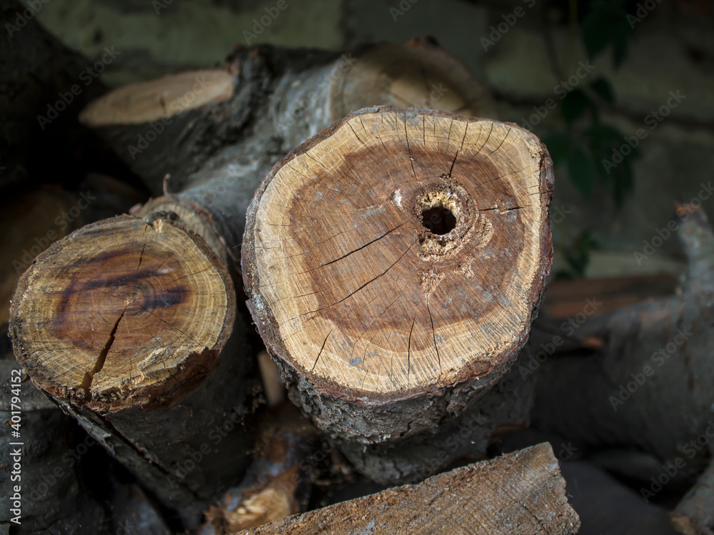 A hole in an old tree stump. The house of the grinder beetle is an insidious enemy of wood. A hole in an old tree stump. The house of the grinder beetle is an insidious enemy of wood.