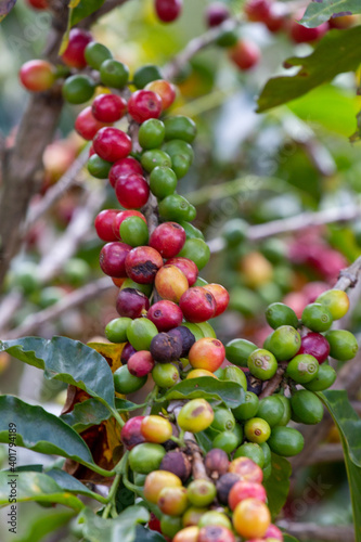 Coffee Crops in Costa Rica