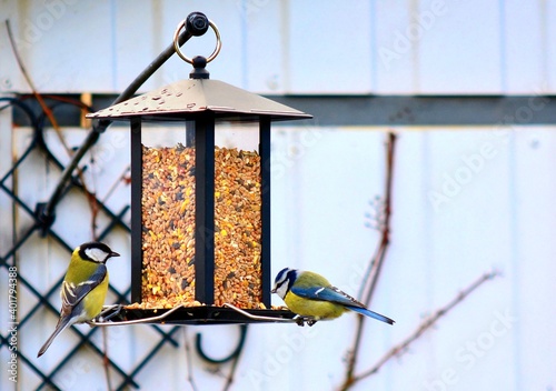 Parus major on bird feeder