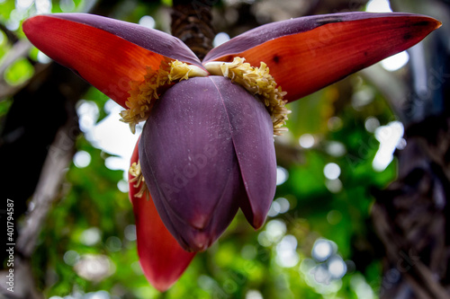 Banana Flower in Costa Rica greenforest photo