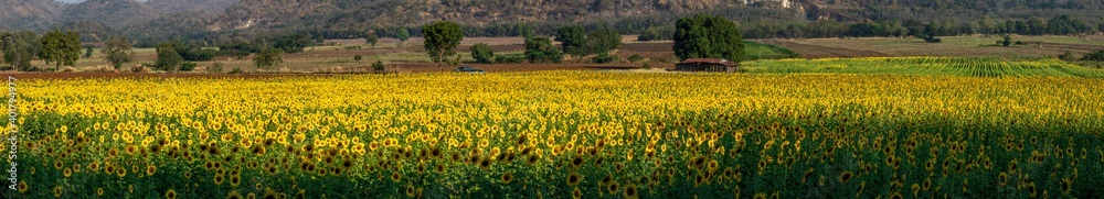 Panoramic landscape of sunflowers blooming in khao jeen lae  sunflower feild, farming on mountain range background, Plantation of crop organic farm and countryside traveling. in LOPBURI, Thailand