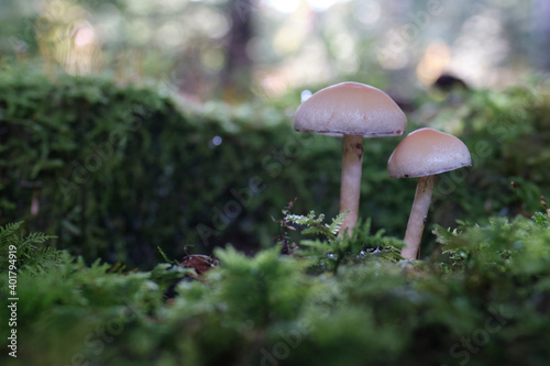 mushroom couple in forest